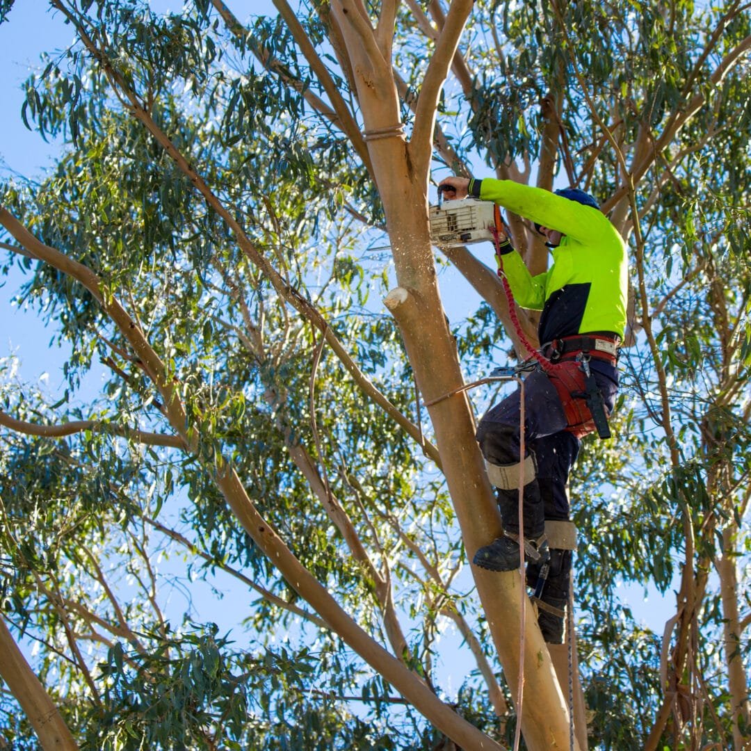 tree-removal-1080x1080